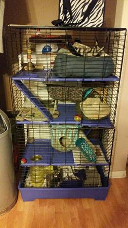 FOR SALE FERRETS AND COMPLETE SETUP, 450 OBO (chalmette)