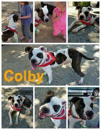 Forever Home Wanted For Colby (mendocino county)