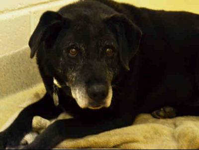 Foster or adopt a senior lab mix named Midler (her owner passed away) (Orange Co)