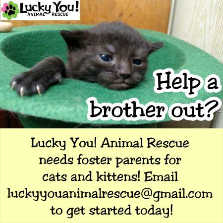 FOSTER PARENTS NEEDED Lucky You Animal Rescue (PhiladelphiaBensalem)