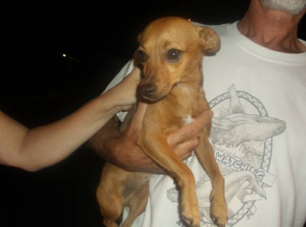 Found Adult Female Chihuahua 340127 (FSAC