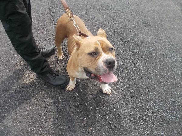 Found Adult Female Pitbull 336856 (FSAC