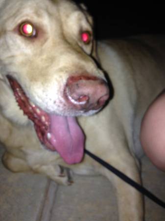 Found adult male lablab mix, Mustang area (SW 59th amp County Line Road)