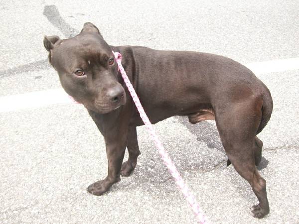 Found Adult Male Pitbull 339142 (FSAC