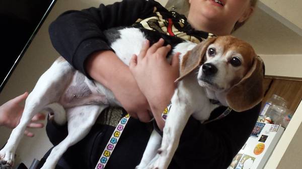 Found Beagle (Caldwell)