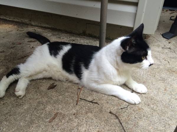 Found black and white cat in kildaire farms neighborhood (Cary, nc)