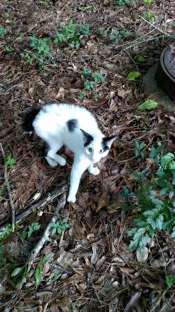 Found Black and White Kitten with Bobbed Tail (Billings Road)