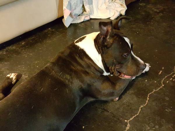Found Black and White Male Pit Mix (Paseo)