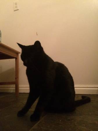 Found black, cuddly cat (1341 E Downington Ave)