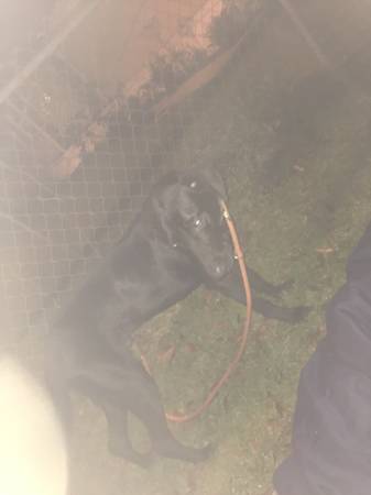 Found black dog off McAurthur and woodland (New orleans)