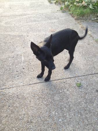 FOUND Black Puppy  (Nashville)