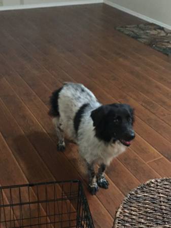 FOUND BORDER COLLIE (FORT WORTH)