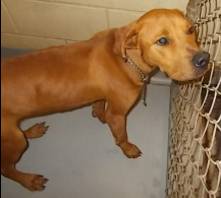 FOUND BROWN MALE DOG (Columbus GA Animal Control)
