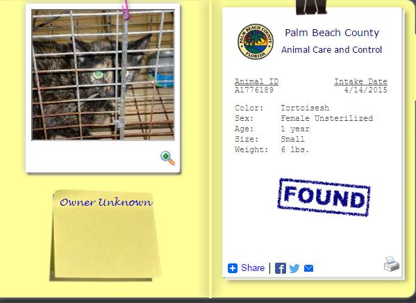 FOUND Cat female Tortoiseshell  Tortie (Palm Beach County)