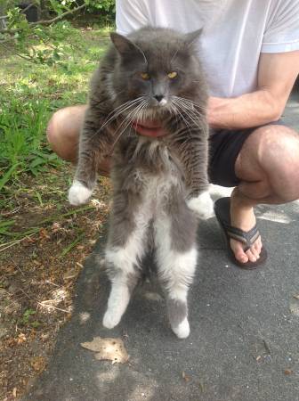 found cat, Grey and White Providence (Washington Park)