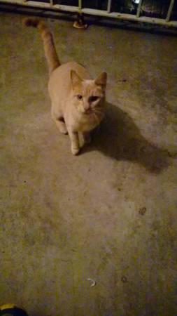 Found cat orange,  shy,  and friendly (War Acres)