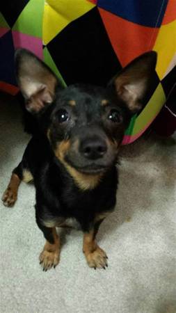 FOUND Chihuahua  Dachshund Mix (41st Ave and Baseline in Laveen)