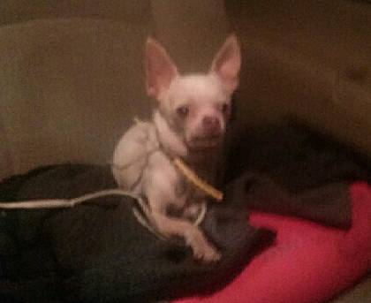 Found Chihuahua (Landsdowne amp River Des Peres)