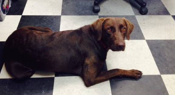 FOUND CHOCOLATE LAB IN KEARNS, UT (BETWEEN 5400 S amp 6200 SO E OF HISCHOOL)