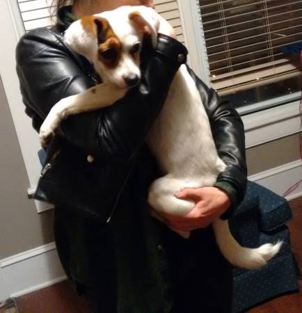 Found Dog Jack Russell puppy found in Hampden (United States)