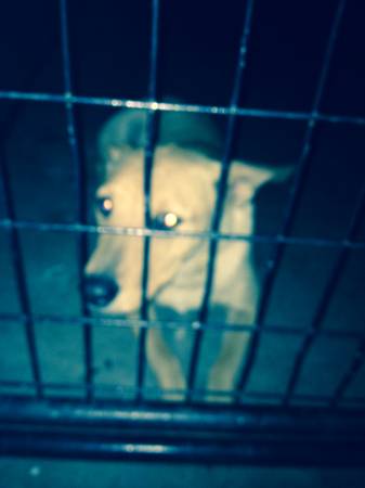 FOUND DOG PUP FEMALE LAB MIX (40th Ave amp Encanto)