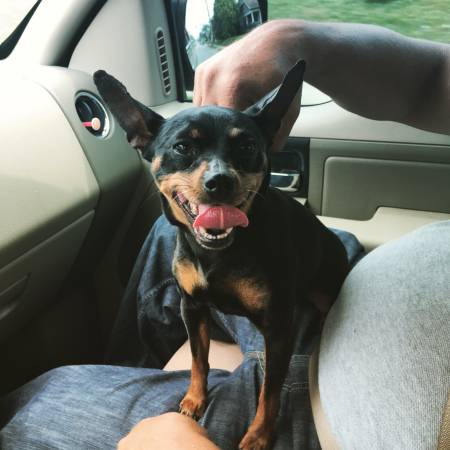 Found dog (Sumner and shelby)