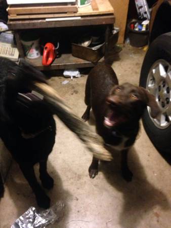 Found dogs 2 labs (NW, lansbrook neighborhood)