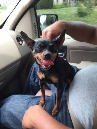 Found female mini pincher (Summer and shelby)