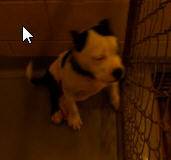 FOUND FEMALE PUPPY WHITEBLACK (Columbus, Ga)