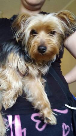 Found female Yorkie