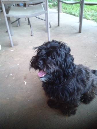 Found in Fayetteville black Shih Tzu type dog (Windy Hill and Juneway)