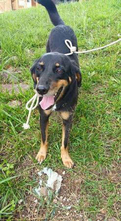 Found in Fayetteville super sweet up with blue collar but no tags (Fayetteville)