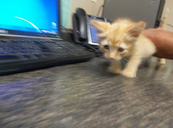 Found Kitten Female Domestic Shorthair 338395 (FSAC