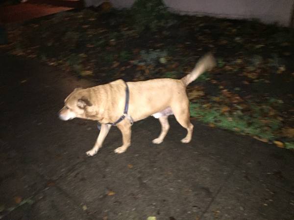 FOUND Light Brown Dog NE Portland (NE 24th amp Hoyt)