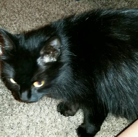 Found little black female cat with silver collar (Southside Indy)
