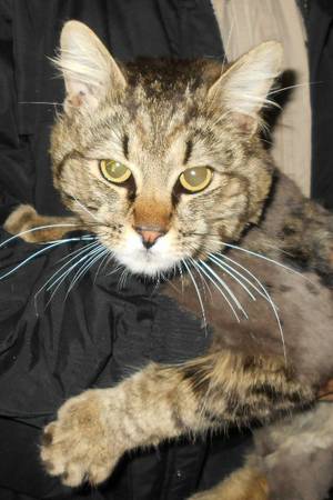 Found long hair tabby cat (Weiser pound)