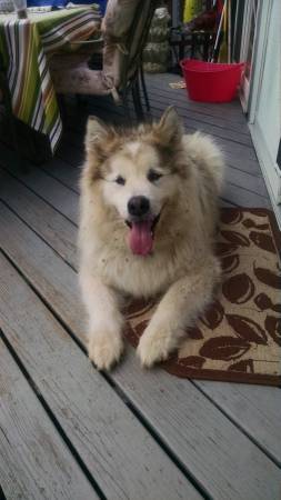 Found malamute huskie dog (Vassalboro me)