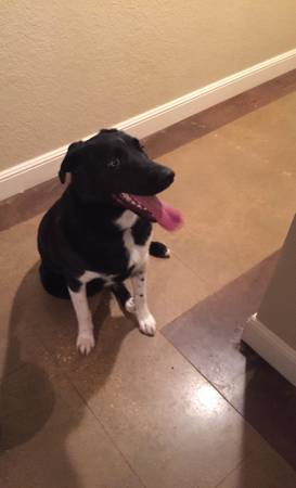 Found Male Black Dog With White Front Legs (Fayetteville)