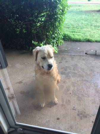 Found Male Dog