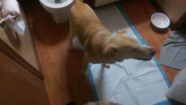 found male lab mix, tan (fairfield area) (fairfield)