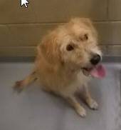 FOUND MALE TAN TERRIER DOG (Columbus GA Animal Control)