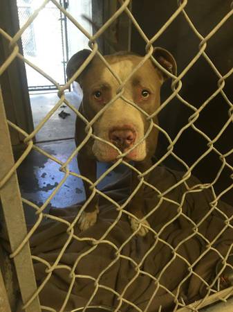 Found male TAN  WHITE PIT BULL he is a doll need owner SEE VIDEO