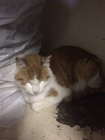 Found Orange amp White Cat (Thiensville)