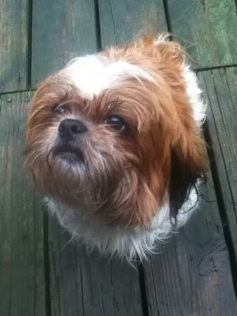 Found pekingese mix (32nd st and 12th ave (CB))