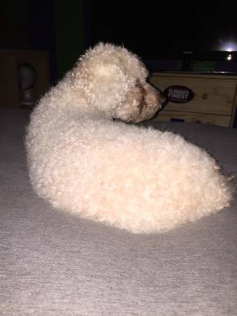 Found Poodle (HollywoodPembroke Pines)