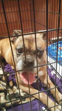 Found Senior Male Boxer (120th amp Blondo)