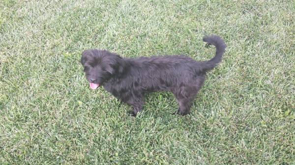 Found Small Black Terrier Dog (Nampa)