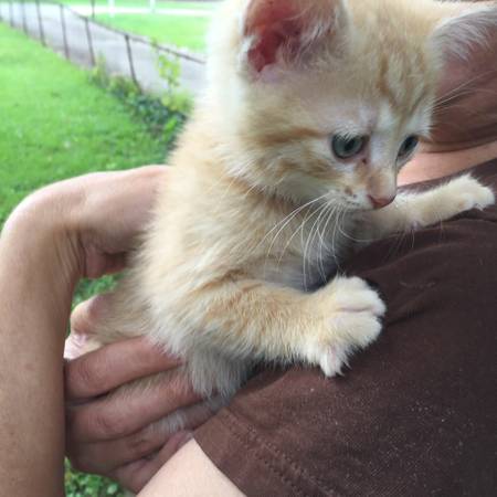 Found Small Kitten Southport and 135 (Jordan RdSS)