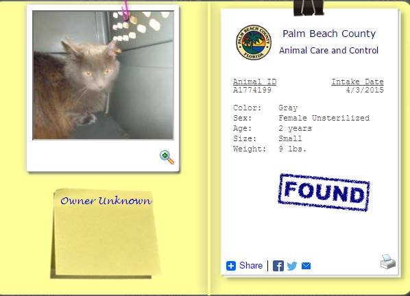 FOUND Smoke Gray Med Hair Cat (Palm Beach County)