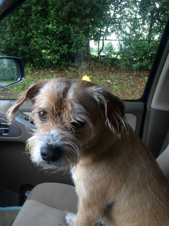 Found terrier mix (Columbus)